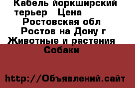 Кабель йоркширский терьер › Цена ­ 3 000 - Ростовская обл., Ростов-на-Дону г. Животные и растения » Собаки   